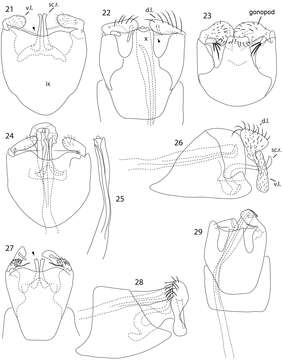 Image of Caledonotrichia