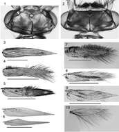 Imagem de Caledonotrichia minuta Wells, Johanson & Mary-Sasal 2013