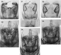 Image of Caledonotrichia minuta Wells, Johanson & Mary-Sasal 2013