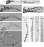 Image of Caledonotrichia bifida Wells, Johanson & Mary-Sasal 2013