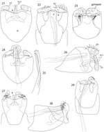 Image of Caledonotrichia bifida Wells, Johanson & Mary-Sasal 2013