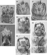 Image of Caledonotrichia bifida Wells, Johanson & Mary-Sasal 2013