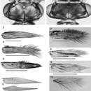 Image of Caledonotrichia minor Sykora 1967