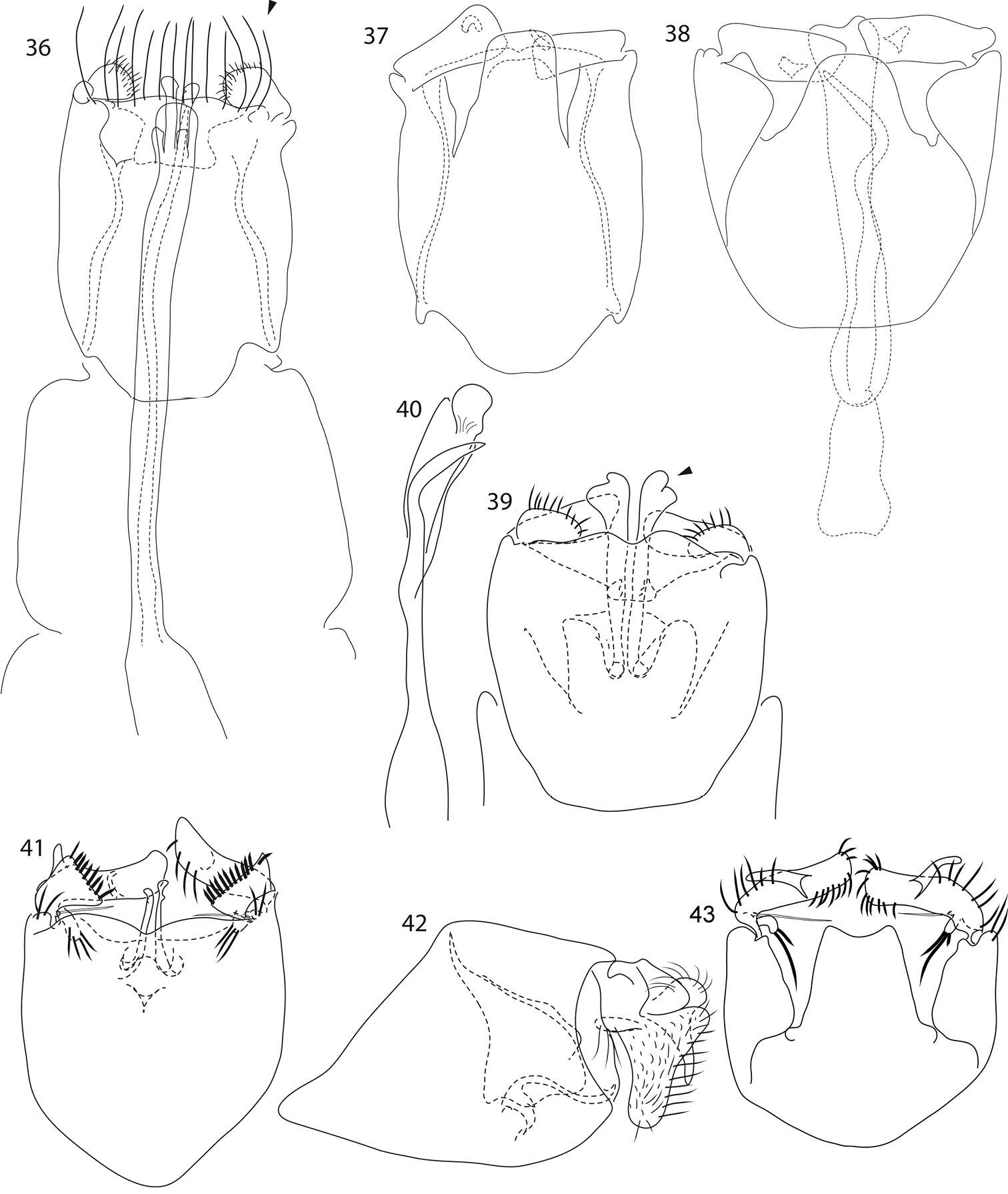 Image of Caledonotrichia vexilla Wells, Johanson & Mary-Sasal 2013