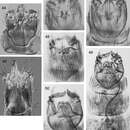 Image of Caledonotrichia vexilla Wells, Johanson & Mary-Sasal 2013