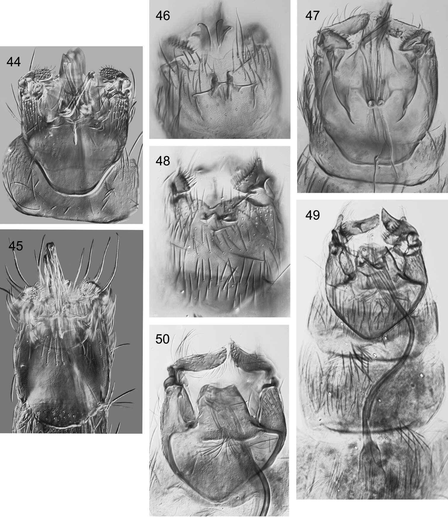 Image of Caledonotrichia vexilla Wells, Johanson & Mary-Sasal 2013