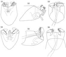 Image of Caledonotrichia capensis Wells, Johanson & Mary-Sasal 2013