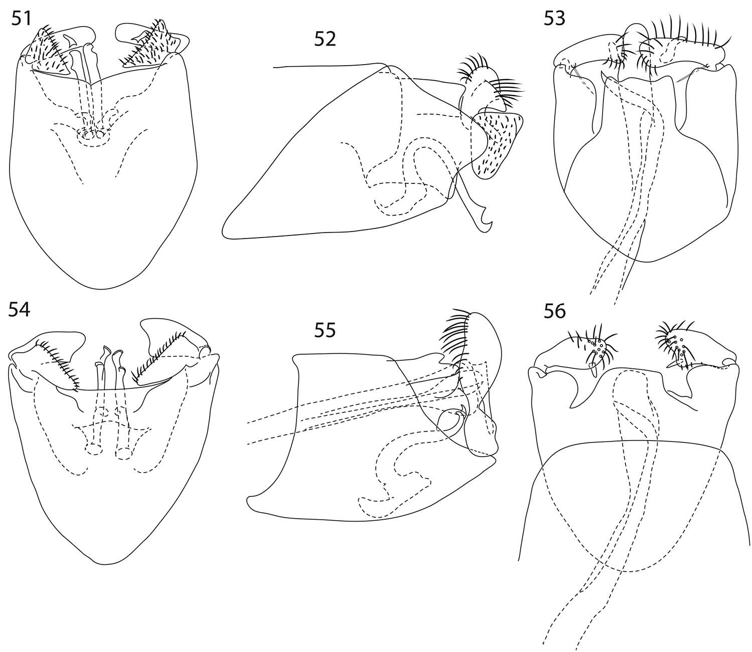 Image of Caledonotrichia capensis Wells, Johanson & Mary-Sasal 2013