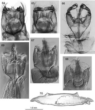 Caledonotrichia capensis Wells, Johanson & Mary-Sasal 2013 resmi