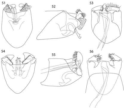 Image of Caledonotrichia charadra Kelley 1989