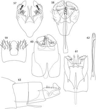 Image of Caledonotrichia extensa Kelley 1989