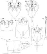 Image of <i>Caledonotrichia nyurga</i> Oláh & Johanson 2010