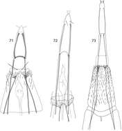 Image of Caledonotrichia sykorai Wells, Johanson & Mary-Sasal 2013