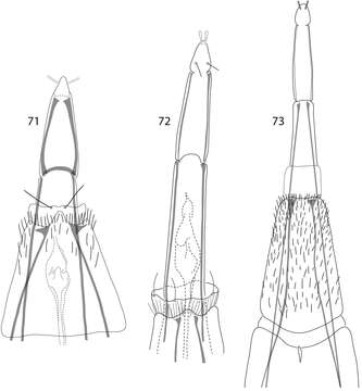 Image of Caledonotrichia sykorai Wells, Johanson & Mary-Sasal 2013