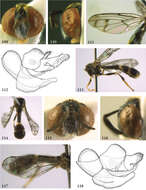 Image of Diptera