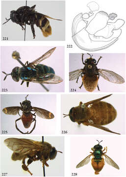 Image of Mixogaster