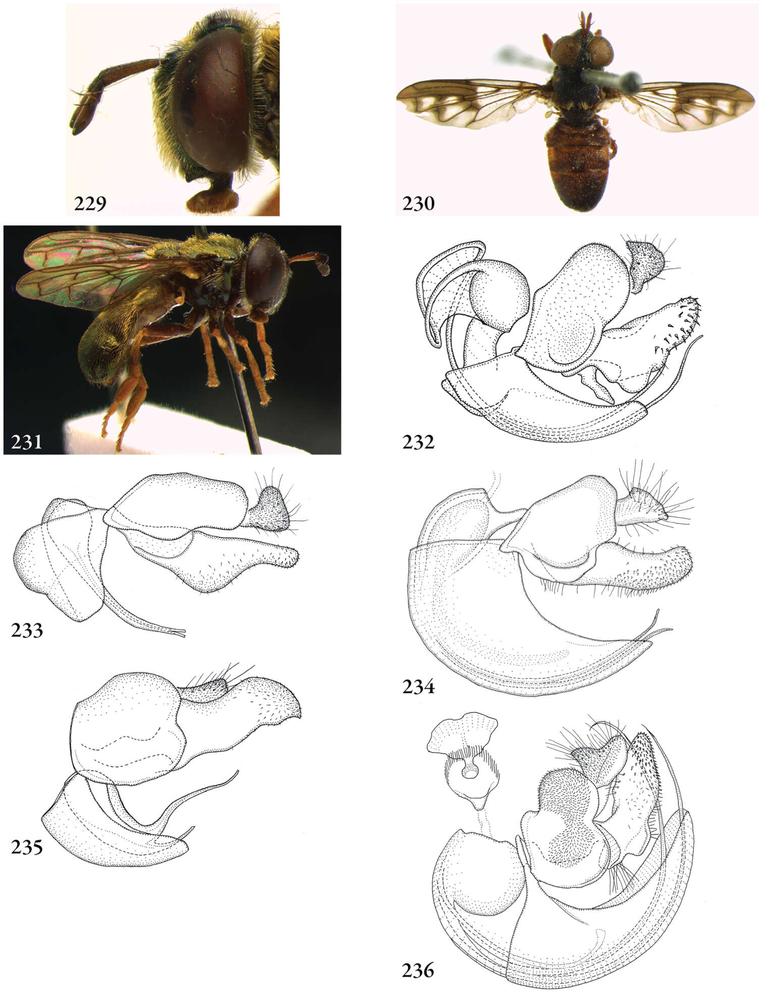 Image of Mixogaster