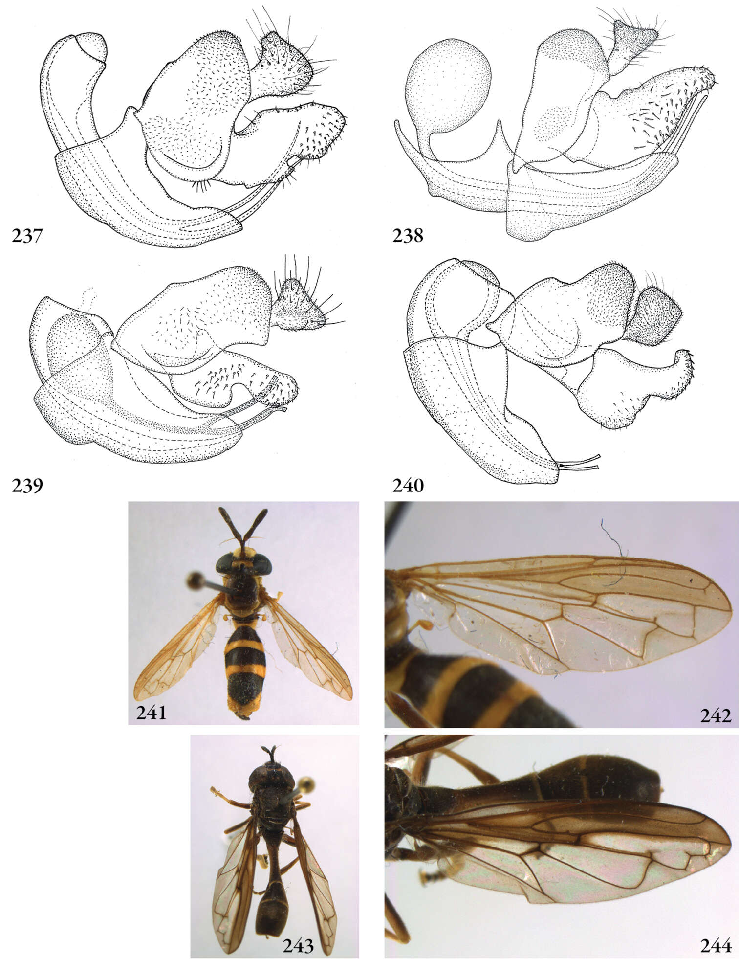 Image of Mixogaster