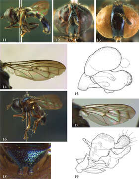 صورة Aristosyrphus