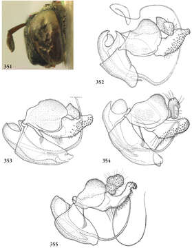 Schizoceratomyia resmi