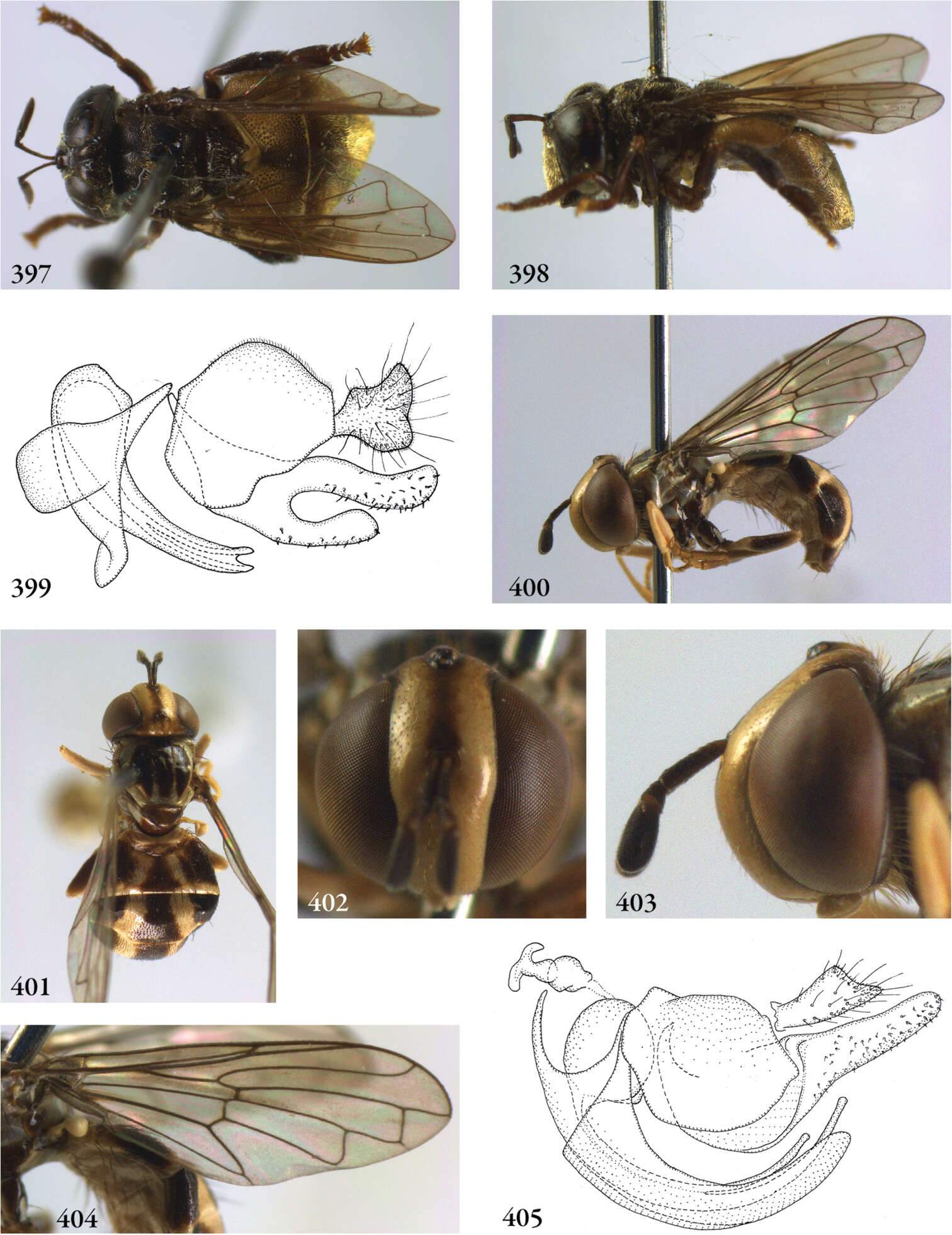 Image de Thompsodon Reemer 2013