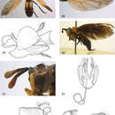 صورة <i>Ceratrichomyia angolensis</i> Séguy 1951