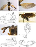 Image of <i>Ceratrichomyia angolensis</i> Séguy 1951