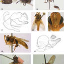 صورة <i>Ceratrichomyia angolensis</i> Séguy 1951