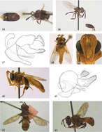 Image of <i>Ceratrichomyia angolensis</i> Séguy 1951