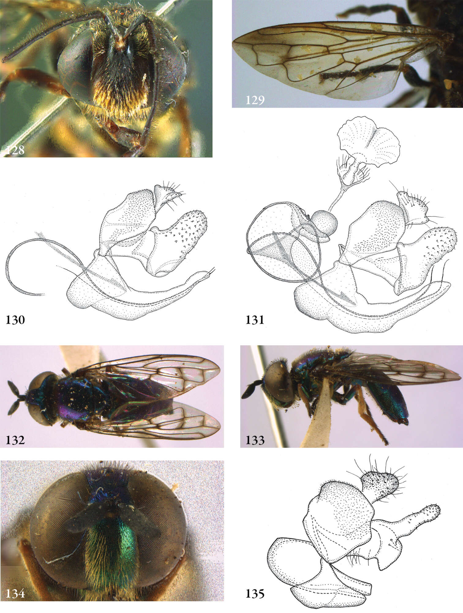 Image of Masarygus palmipalpus Reemer