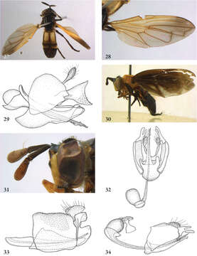 Image of Ceratophya