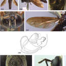 Слика од Pseudomicrodon polistoides Reemer