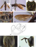 Image de Pseudomicrodon Hull 1937