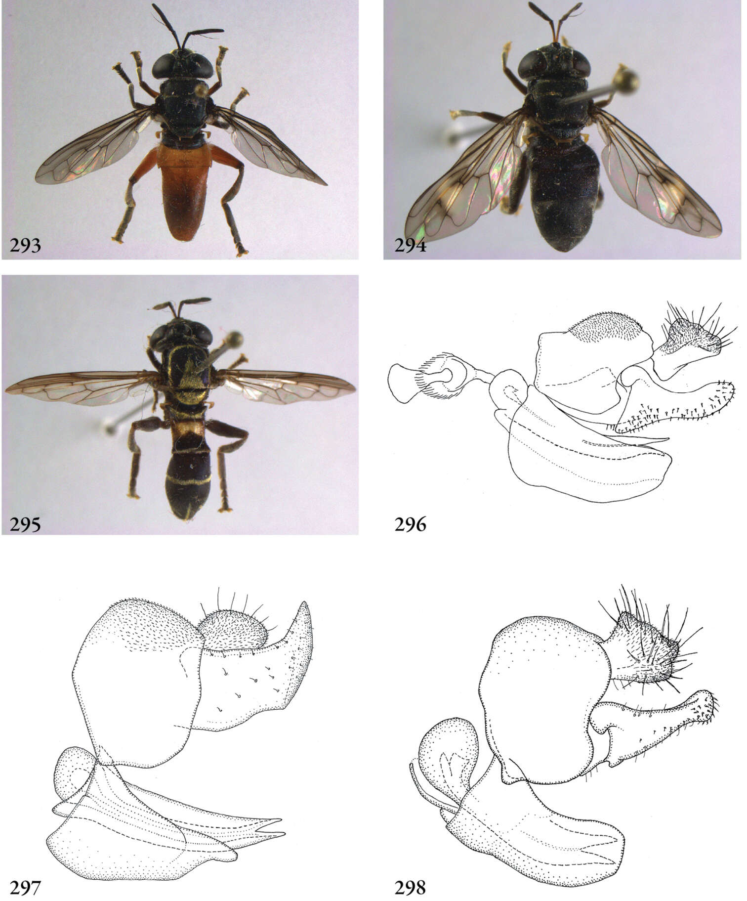 Image de Pseudomicrodon Hull 1937