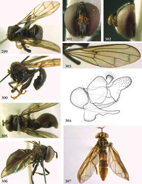 Image de <i>Pseudomicrodon smiti</i> Hull 1937