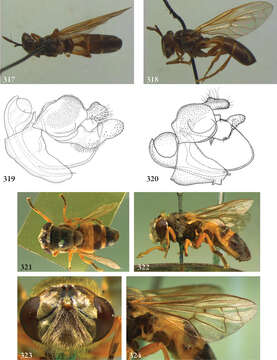 Image of Rhopalosyrphus