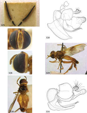 Image of Rhopalosyrphus