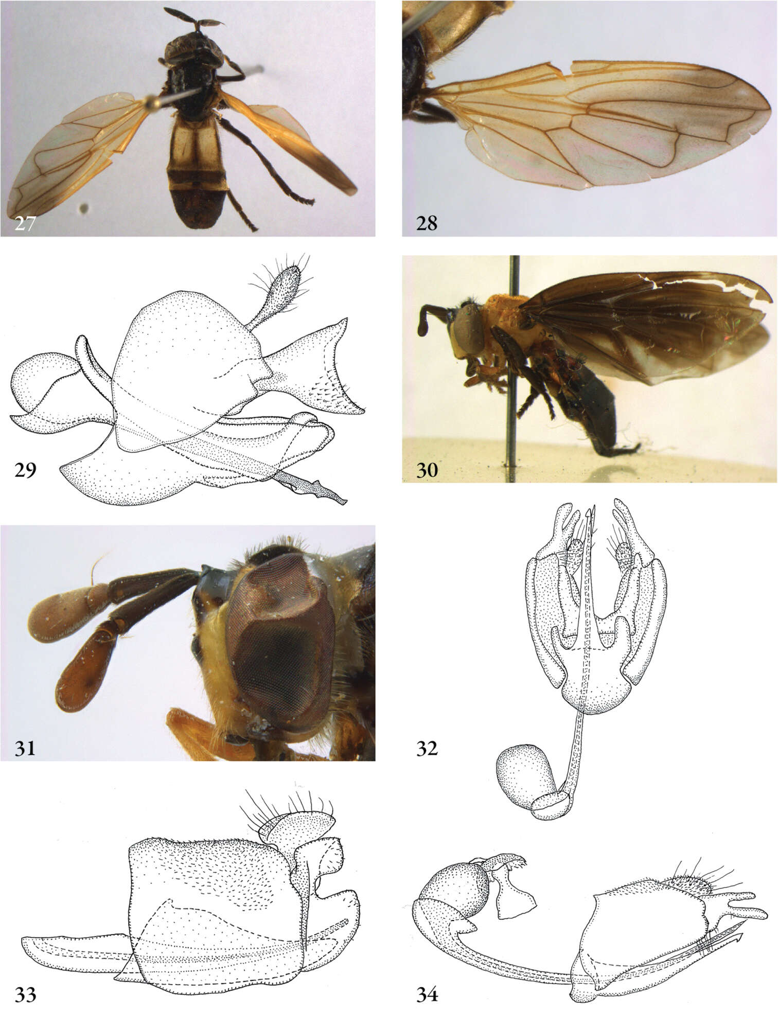 Image of Ceratrichomyia Séguy 1951