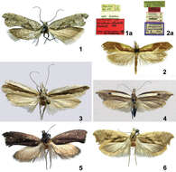 Image of Ypsolopha nigrimaculata Byun & Park 2001