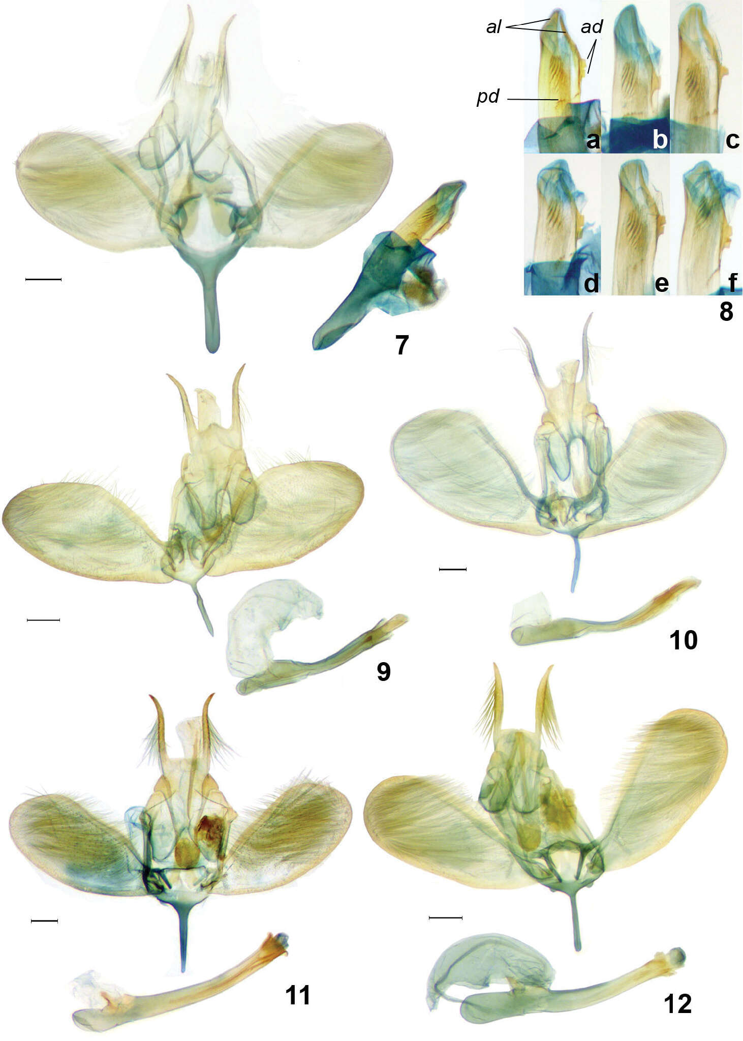 Image of Ypsolopha melanofuscella Ponomarenko & Zinchenko 2013