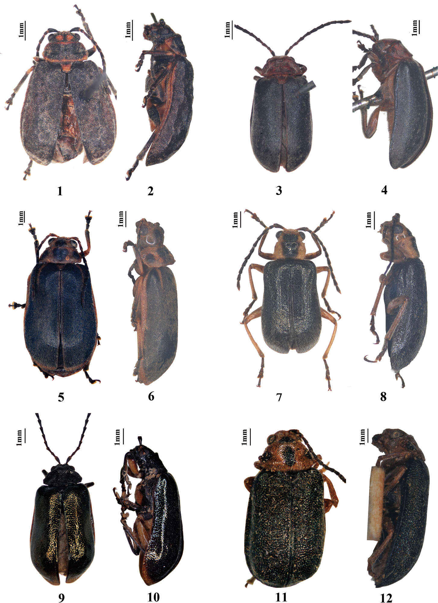 Image of Pyrrhalta martensi Medvedev & Sprecher 1999