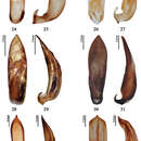 Image of Pyrrhalta martensi Medvedev & Sprecher 1999