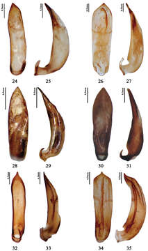 Image of Pyrrhalta meghalayana Medvedev 2002