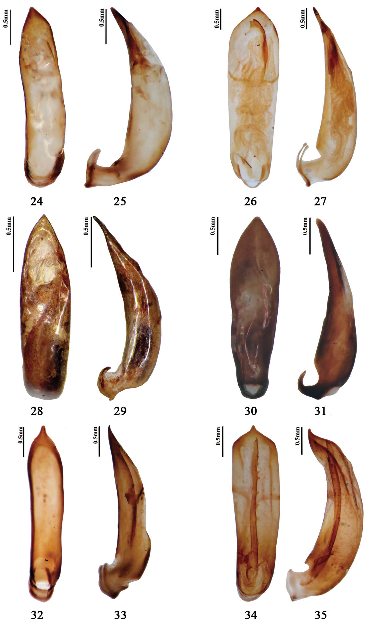 Image of Pyrrhalta orientalis (Ogloblin 1936)