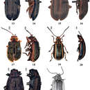 Imagem de <i>Pyrrhalta sulcatipennis</i>