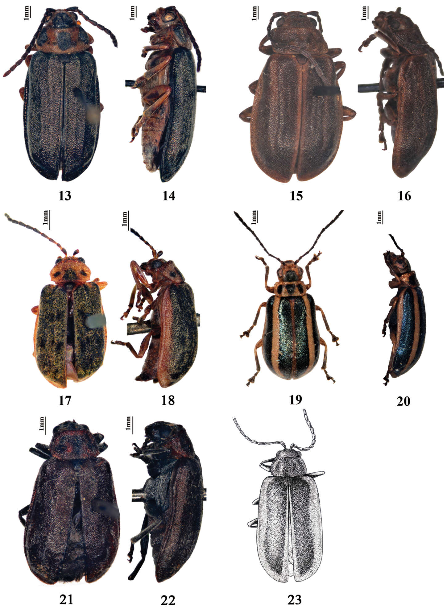 <i>Pyrrhalta sulcatipennis</i> resmi