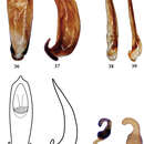 Plancia ëd <i>Pyrrhalta fossata</i> Chen 1942