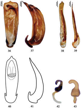 Plancia ëd <i>Pyrrhalta fossata</i> Chen 1942