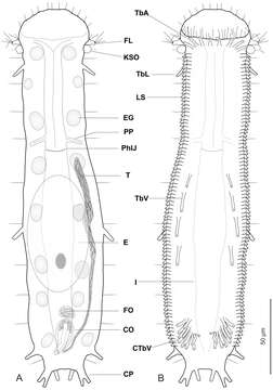 Image of gastrotrichs