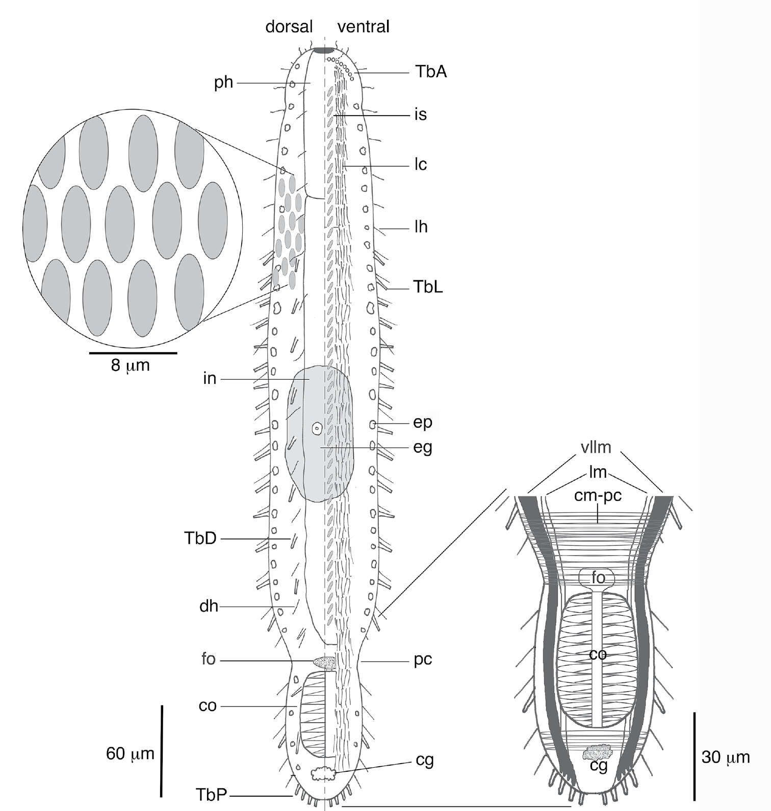 Image of Lepidodasys